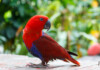 Red Lory Care Guide - Diet, Lifespan & More