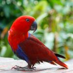 red lory parrot