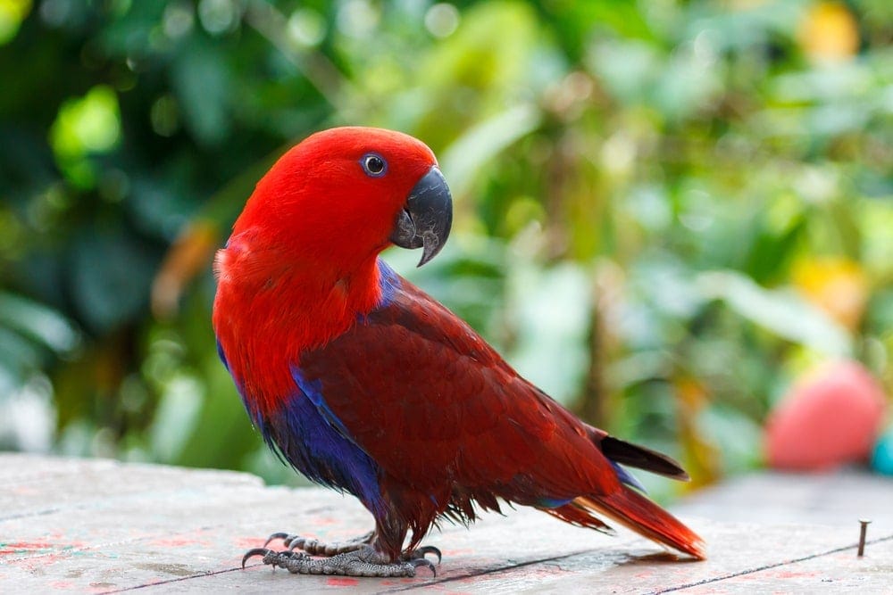 red lory parrot