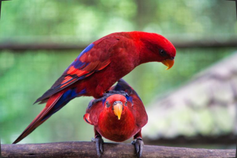 Red Lory Care Guide - Diet, Lifespan & More » Petsoid