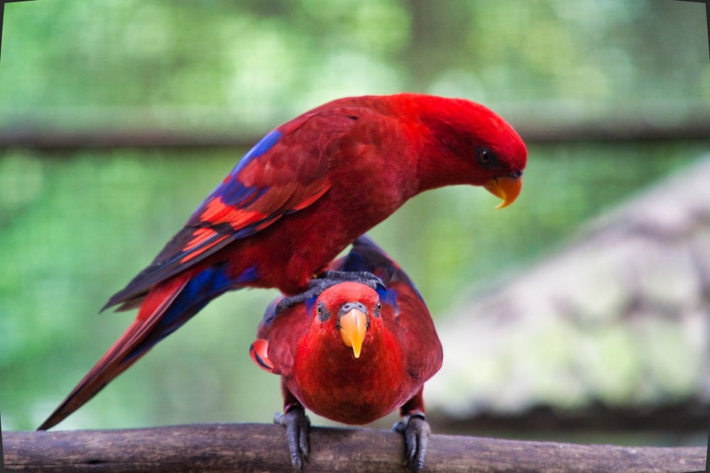 red lory parrots