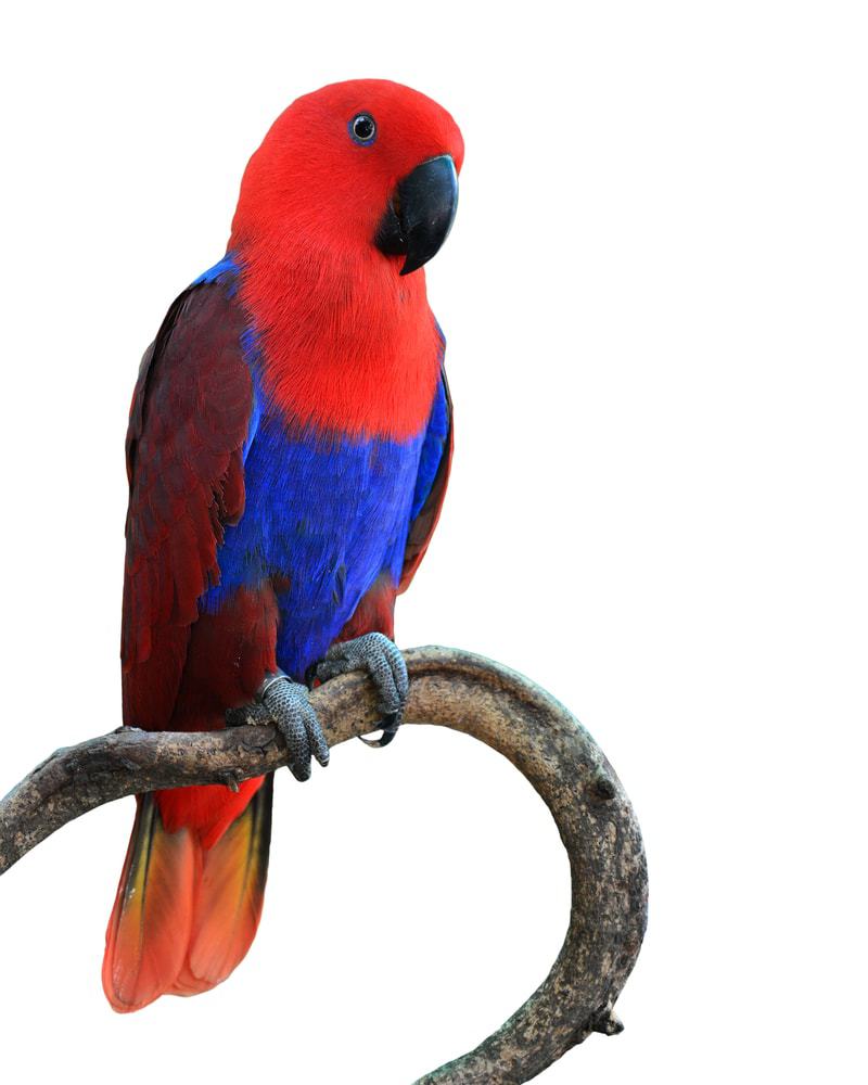 red lory