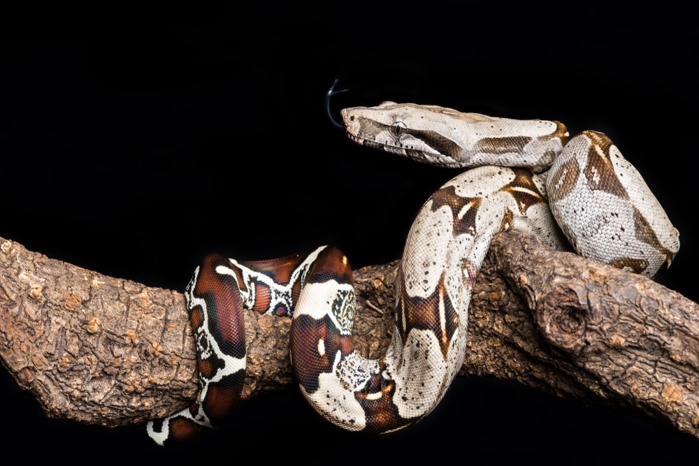 red tailed boa constrictor pet facts