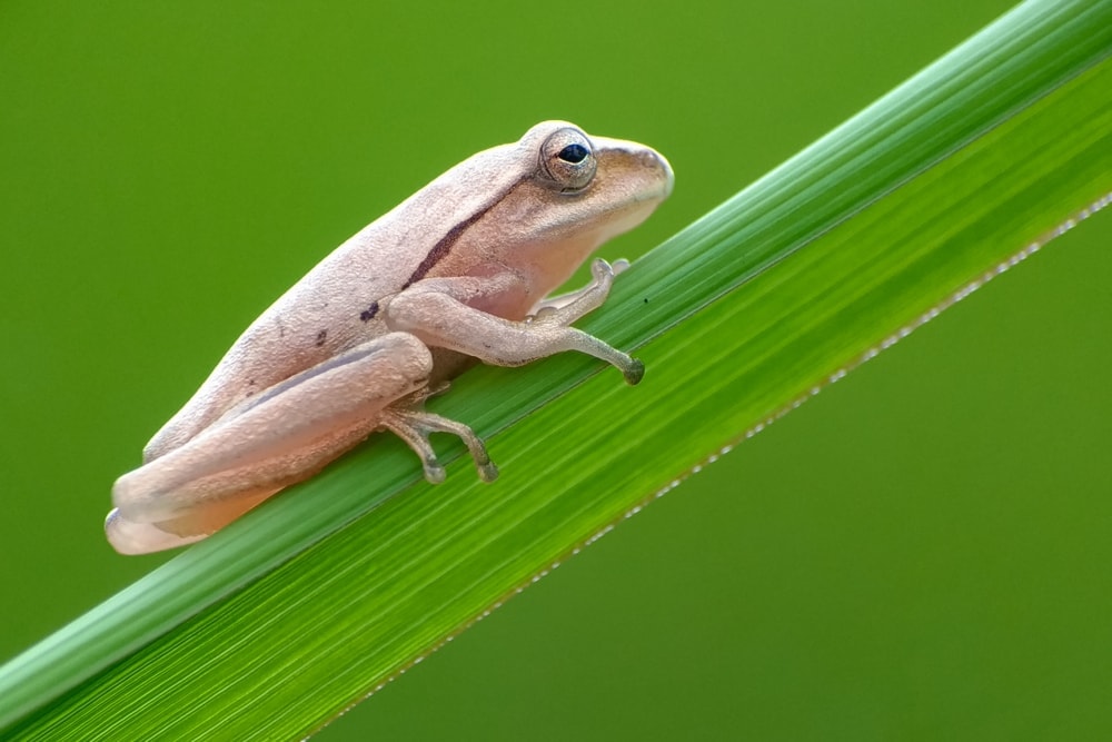 Differences Between Reptiles & Amphibians » Petsoid