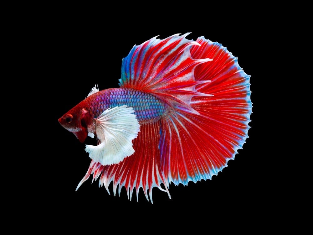 betta fish types