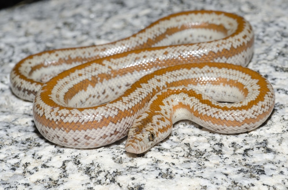 rosy boa close