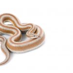 rosy boa white bg