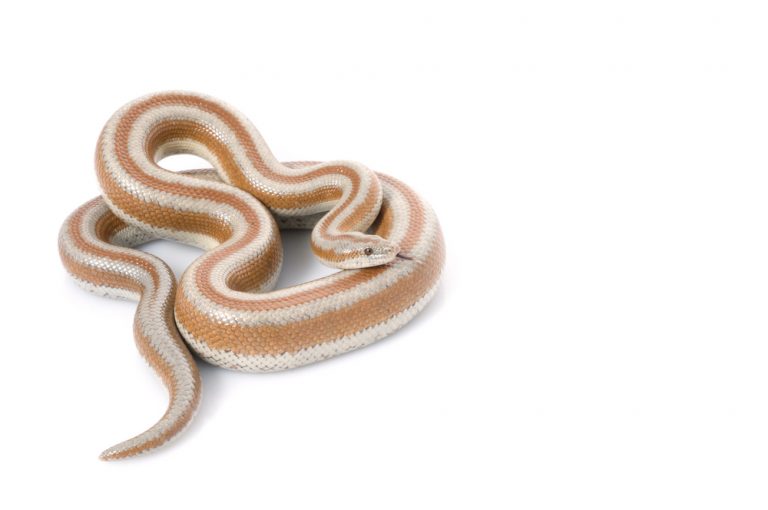 Rubber Boa Care guide Size, Diet & More » Petsoid