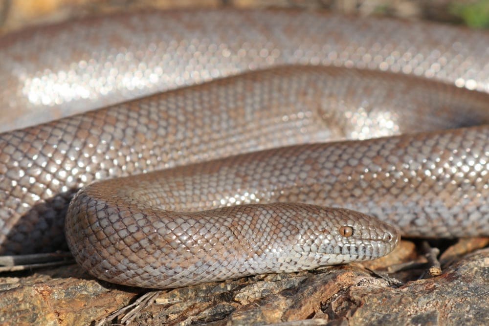 rosy boa