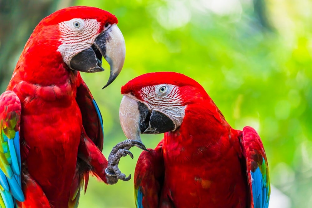 scarlet macaw