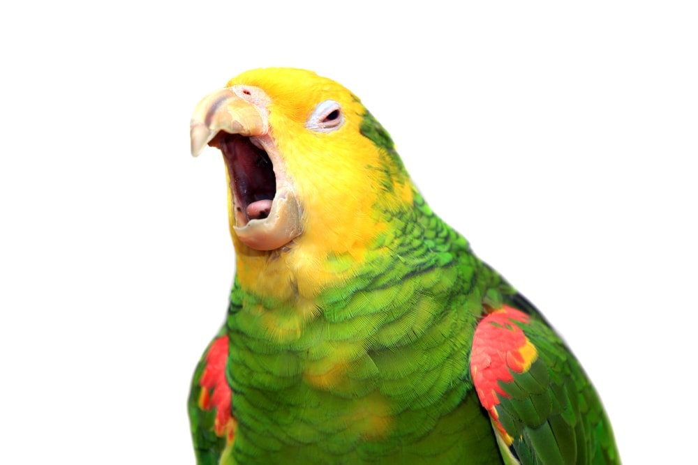 how-do-parrots-talk-petsoid