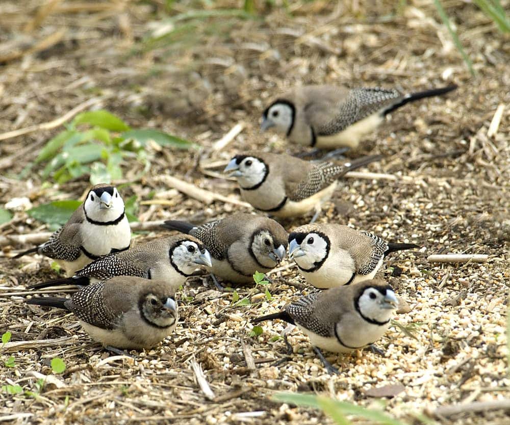 several own finches eating from ground