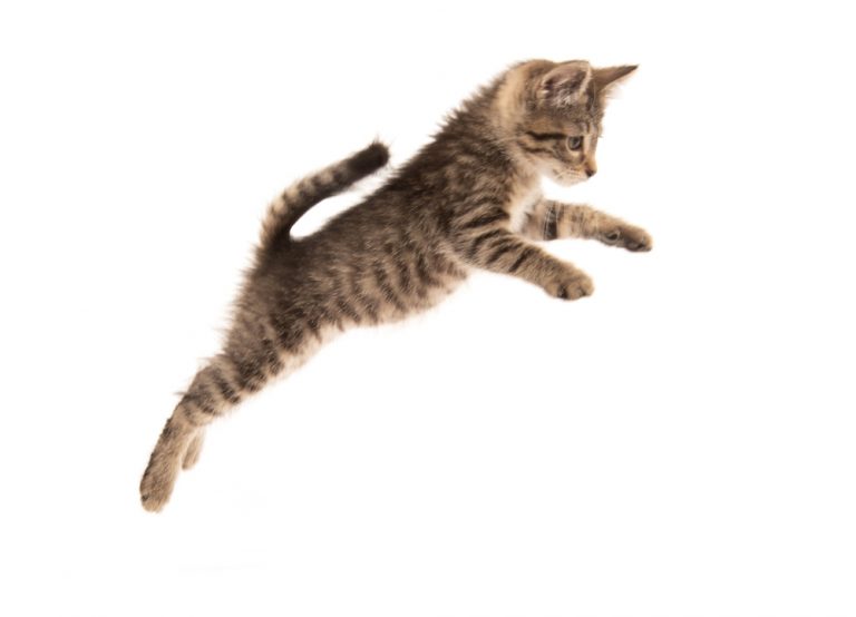 How Can Cats Jump so High? » Petsoid