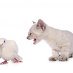 shutterstock 114651550 1