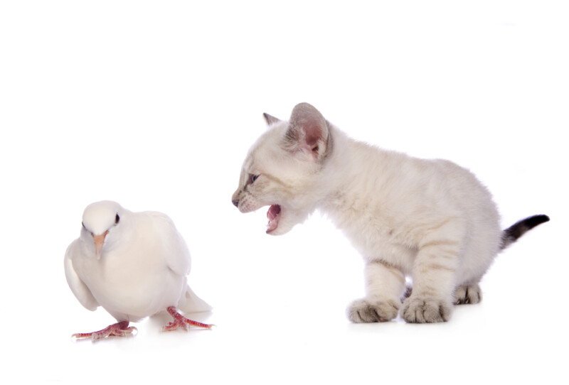 Can Cats and Birds Talk to Each Other? » Petsoid