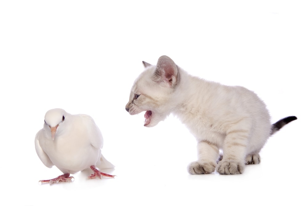 Can Cats and Birds Talk to Each Other? Petsoid