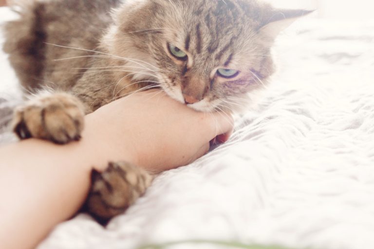 Why Do Cats Bite While Getting Petted? » Petsoid