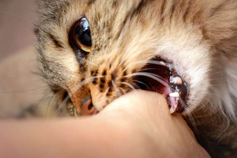 Why Do Cats Bite While Getting Petted? » Petsoid