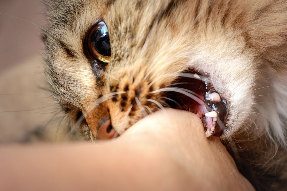 why-do-cats-bite-while-getting-petted-petsoid