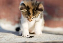 Is it Safe for Cats to Eat Bugs & Insects?