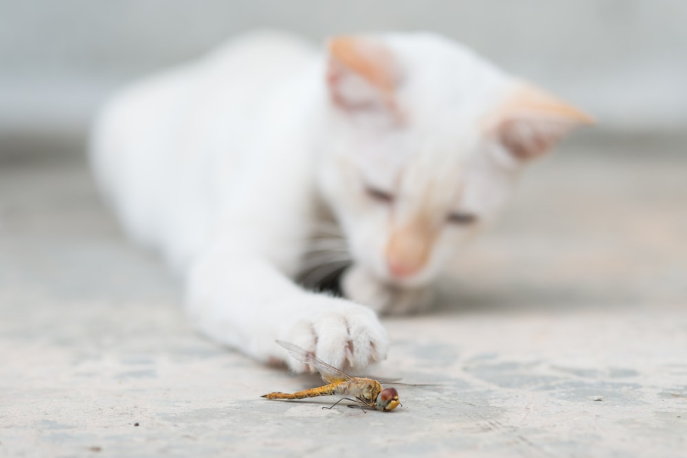 Is It Safe For Cats To Eat Bugs Insects Petsoid