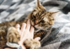 Why Do Cats Bite While Getting Petted?