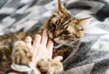 Why Do Cats Bite While Getting Petted?