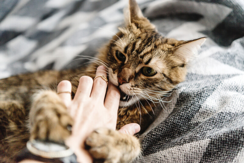 Why Do Cats Bite While Getting Petted? » Petsoid