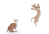 How Can Cats Jump so High?