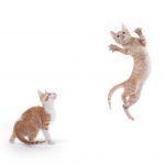 shutterstock 552793174