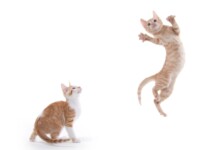 How Can Cats Jump so High?