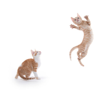 How Can Cats Jump so High? » Petsoid