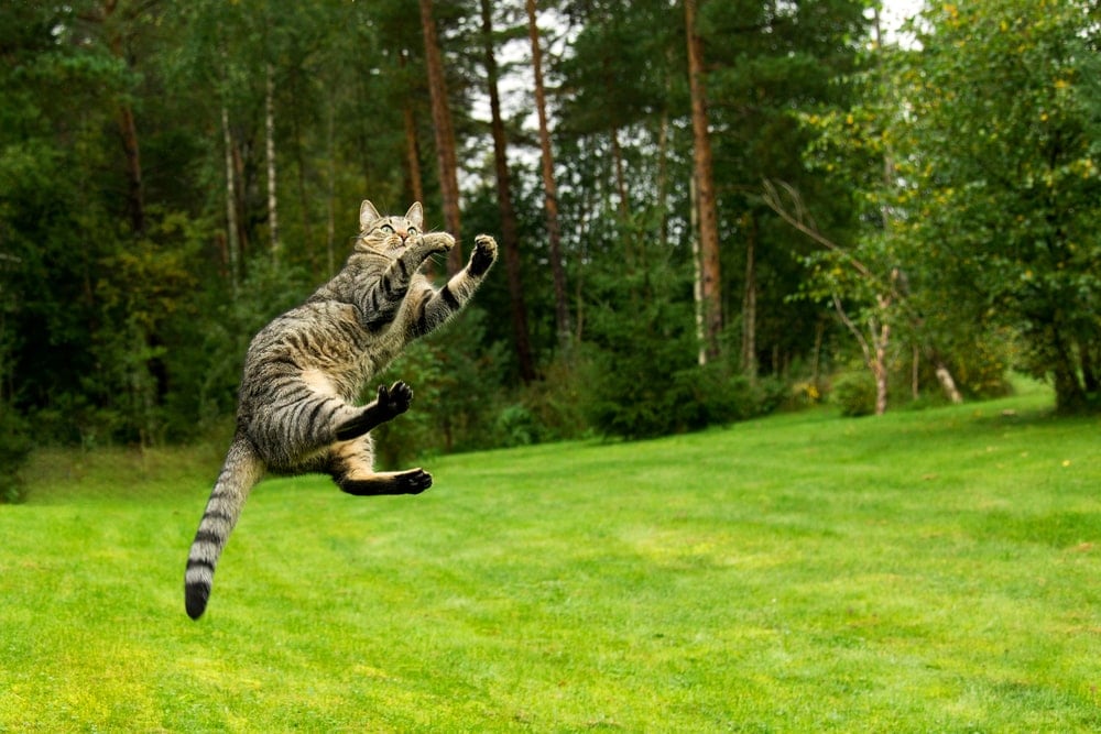 How Can Cats Jump so High? » Petsoid