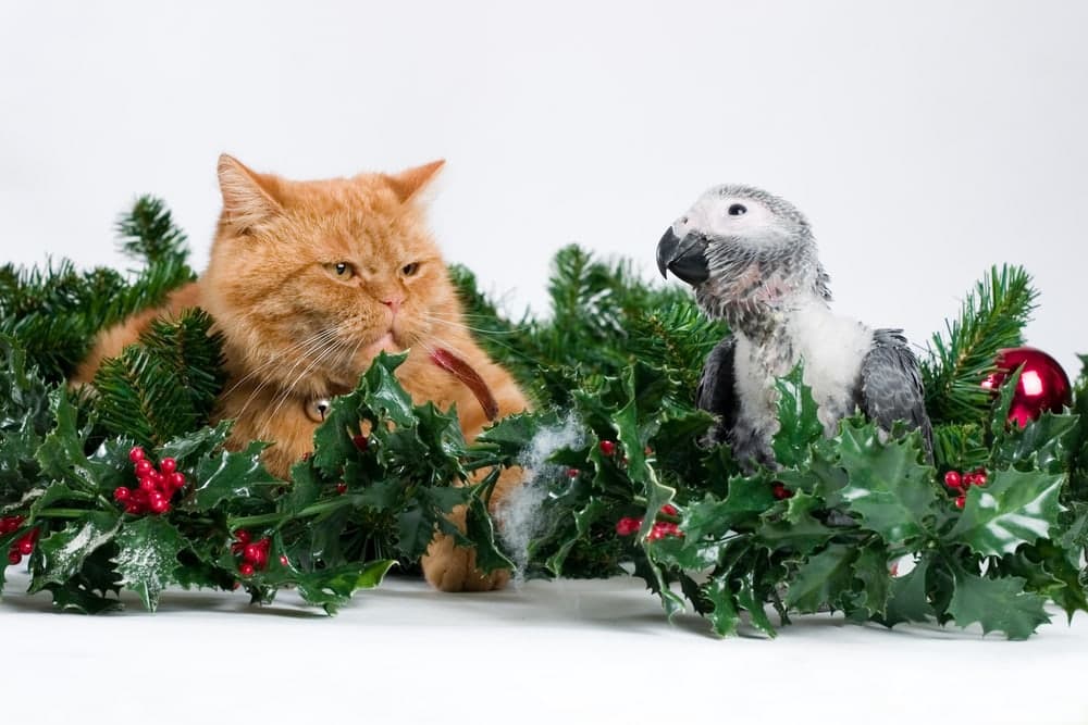 fat persian cat and baby parrot