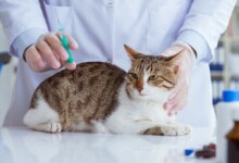 7 Most Common Cat Health Problems