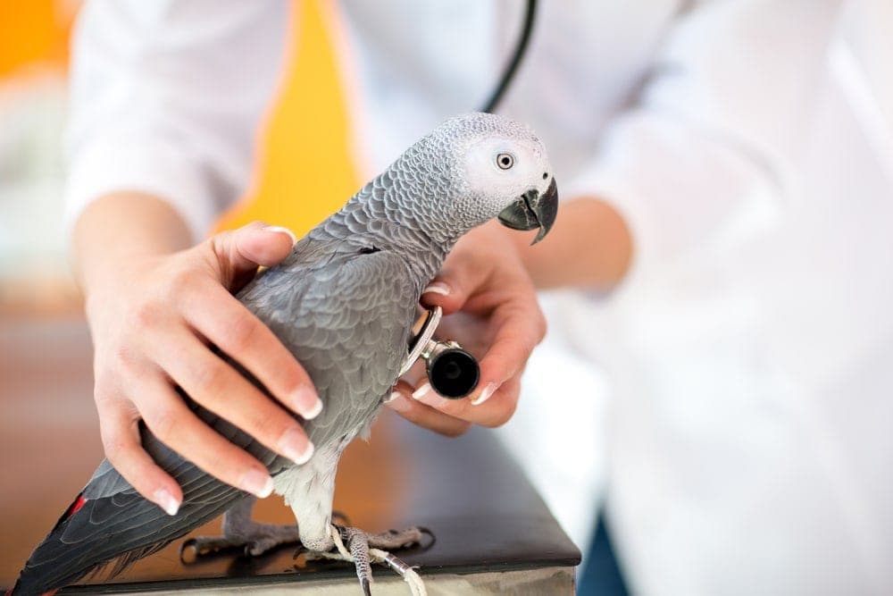How to Tell if My Bird Is Sick? » Petsoid