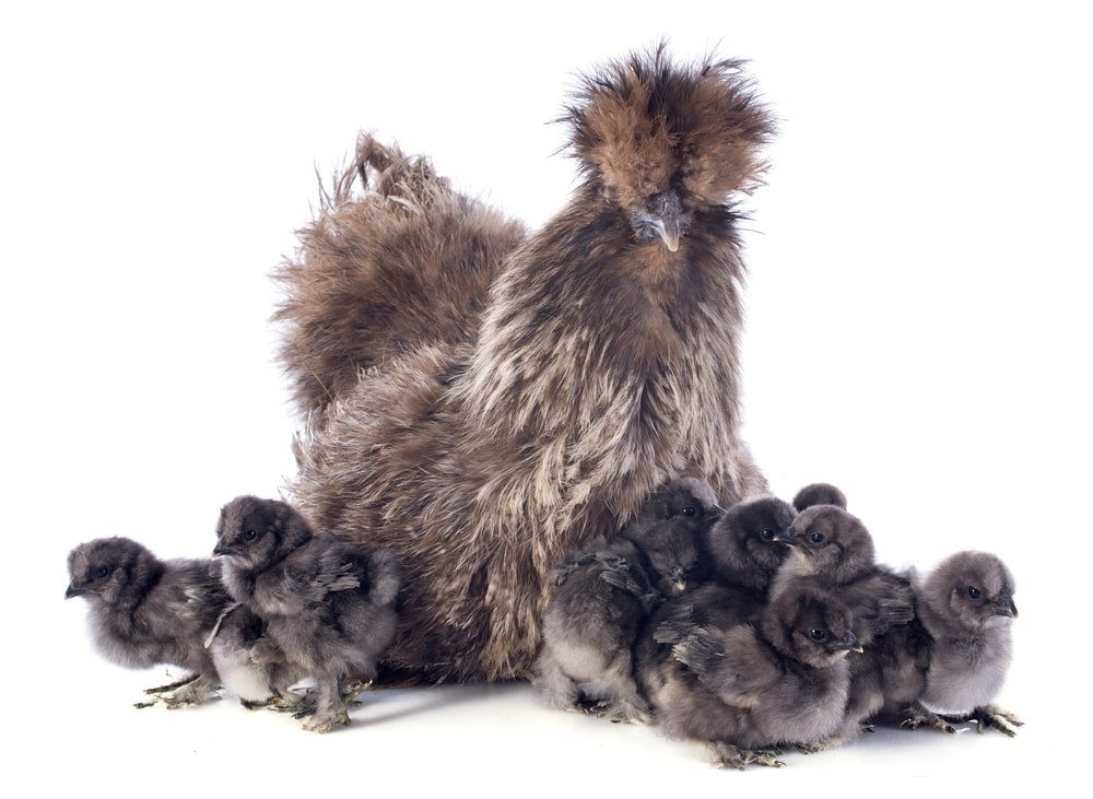 silkie-chicken-care-guide-diet-lifespan-more-petsoid