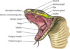 Snake Anatomy - Information
