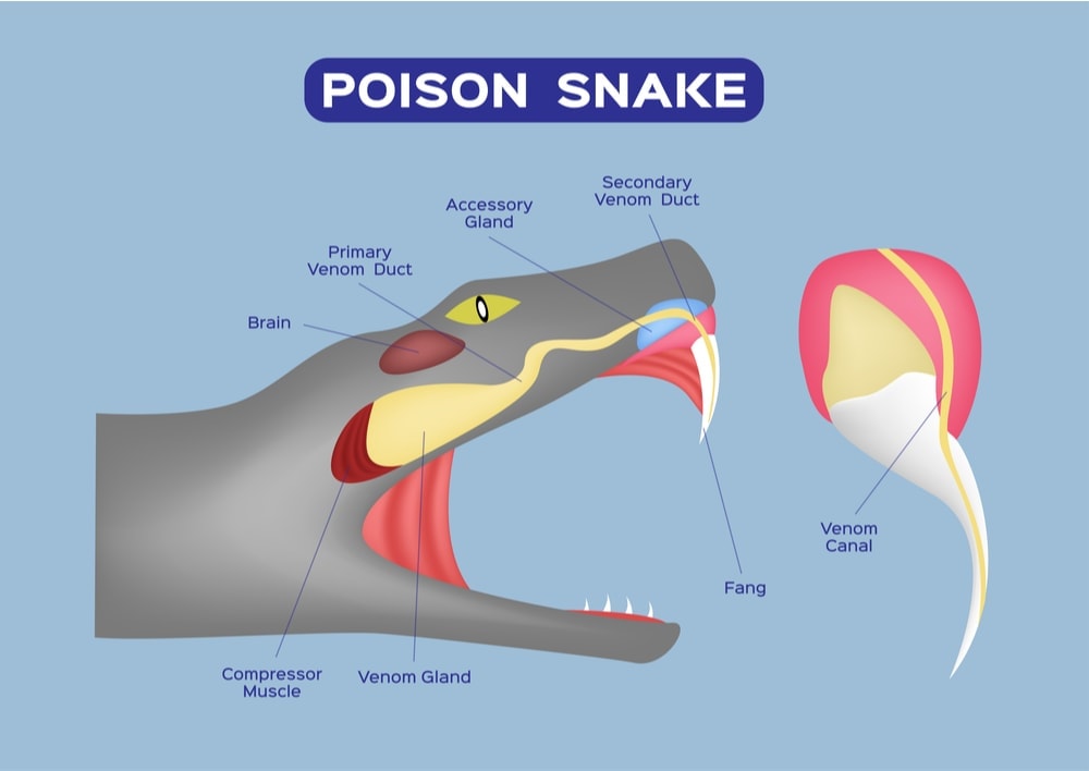 snake head anatomy
