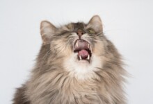 Why is my Cat Sneezing?