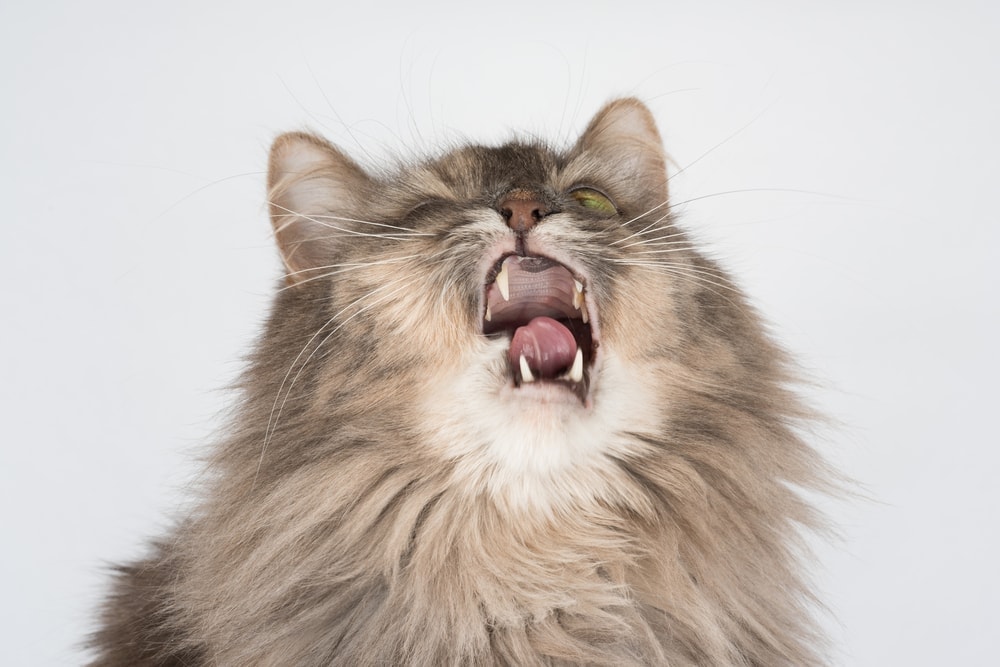 sneezing cat
