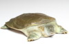 Softshell Turtle Care guide & Info