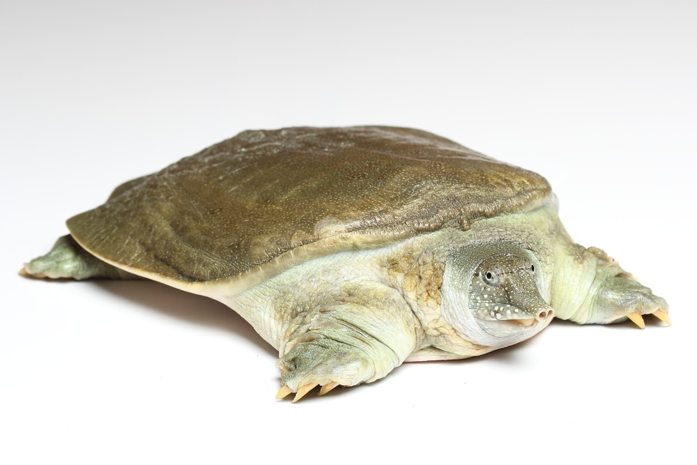 Softshell Turtle Care guide & Info » Petsoid