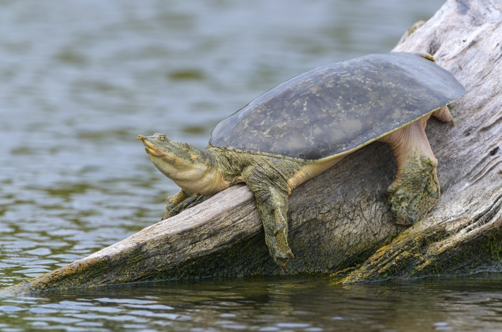 How Often Does A Soft Shell Turtle Eat