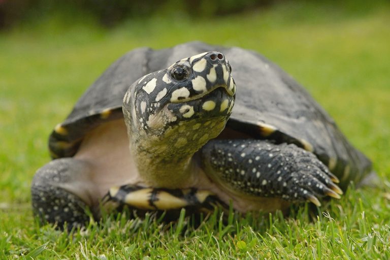 Spotted Turtle Care Guide & Info » Petsoid