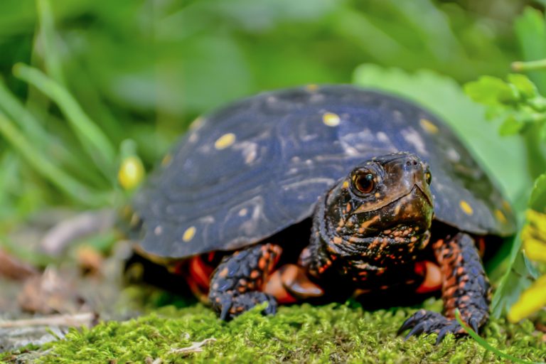 Spotted Turtle Care guide & Info » Petsoid