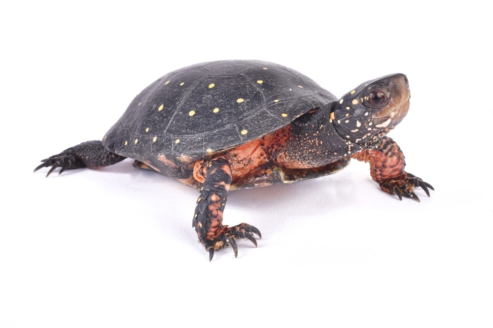 spotted turtle white bg