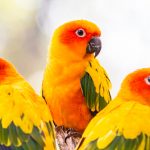 sun conures