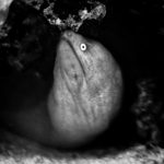 surprised eel
