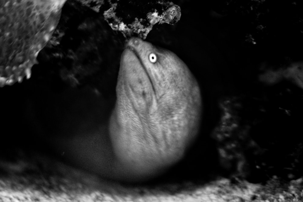 surprised eel